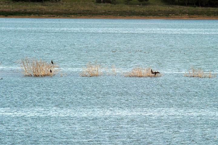 Biviere di Lentini 23.1.2011 (163).jpg